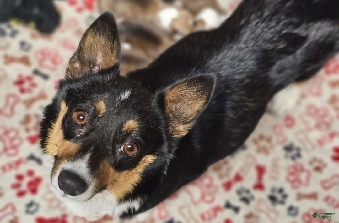 Welsh Corgi Pembroke dogs for sale: BHT Male Welsh Corgi Pembroke - Ad 11