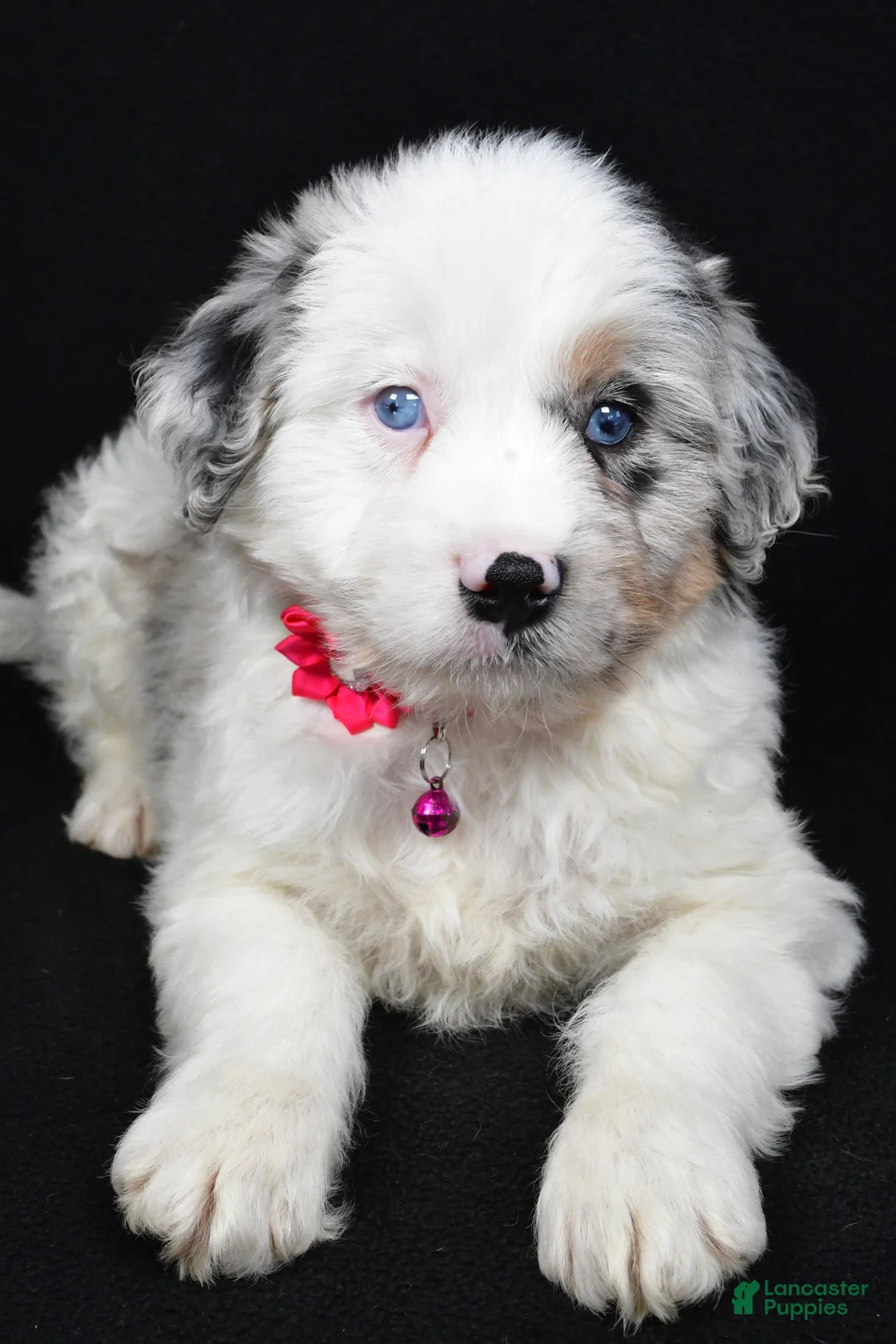 Mini Aussiedoodle dogs for sale: Sky - Ad 3