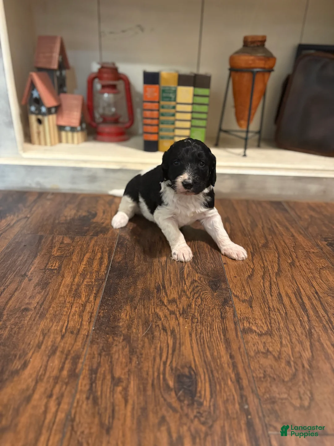 Goldendoodle dogs for sale: Goldendoodle Puppy 4 - Ad 1