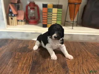 Goldendoodle dogs Goldendoodle Puppy 4 - Ad 33