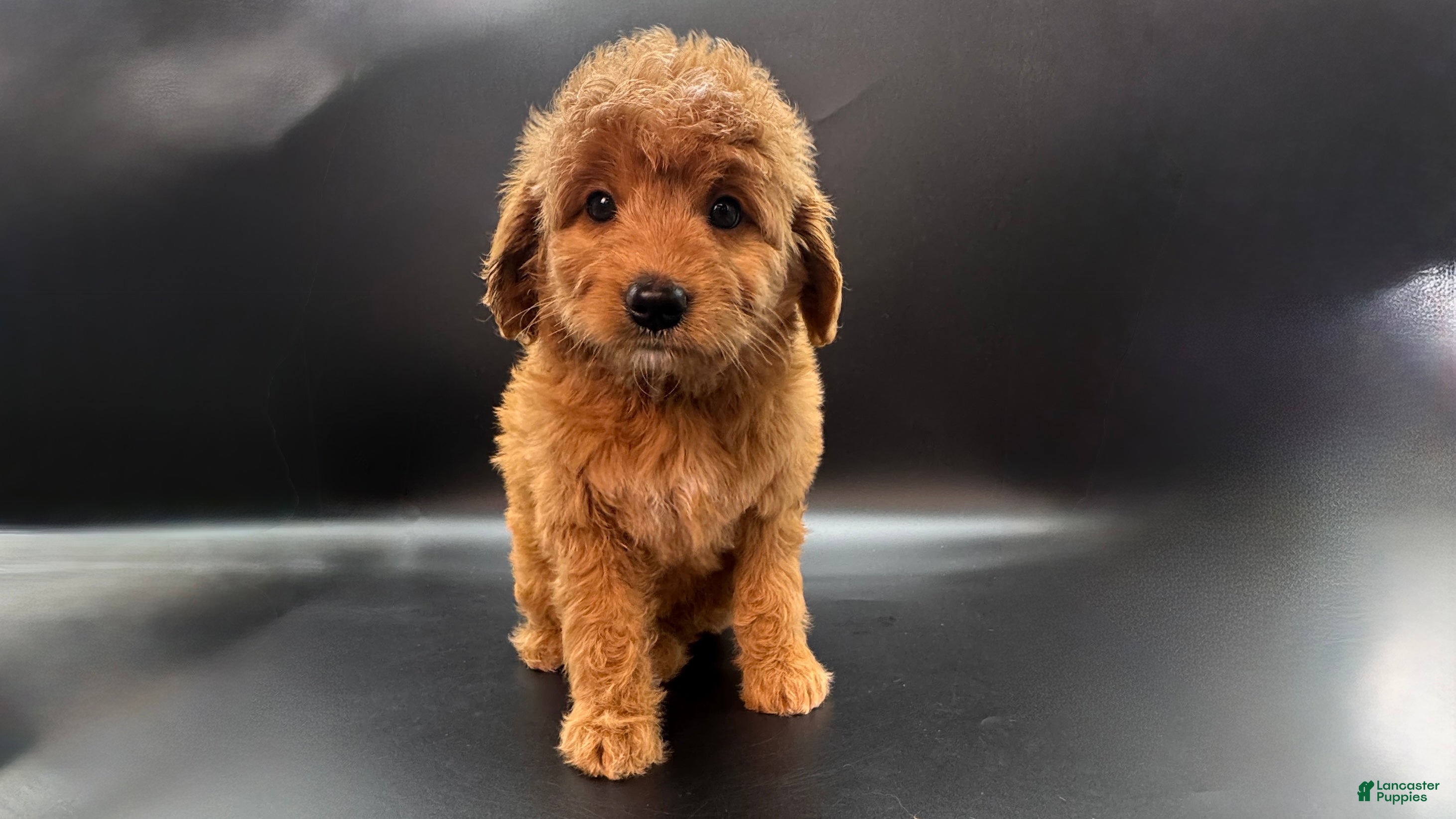 Mini Goldendoodle dogs Zeus Mini Goldendoodle - Ad 23