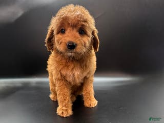 Mini Goldendoodle dogs Zeus Mini Goldendoodle - Ad 23