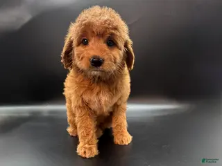 Mini Goldendoodle dogs Zeus Mini Goldendoodle - Ad 16