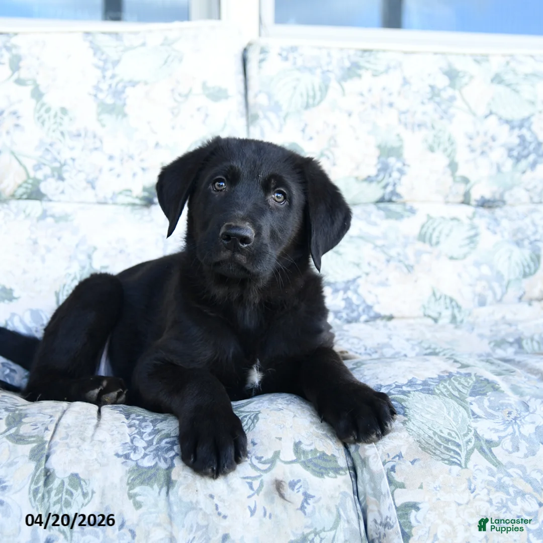 Mixed Breed dogs for sale: Lawson - Ad 3