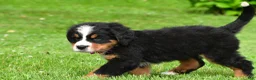 Bernese Mountain Dog dogs for sale: Nicole - Ad 17