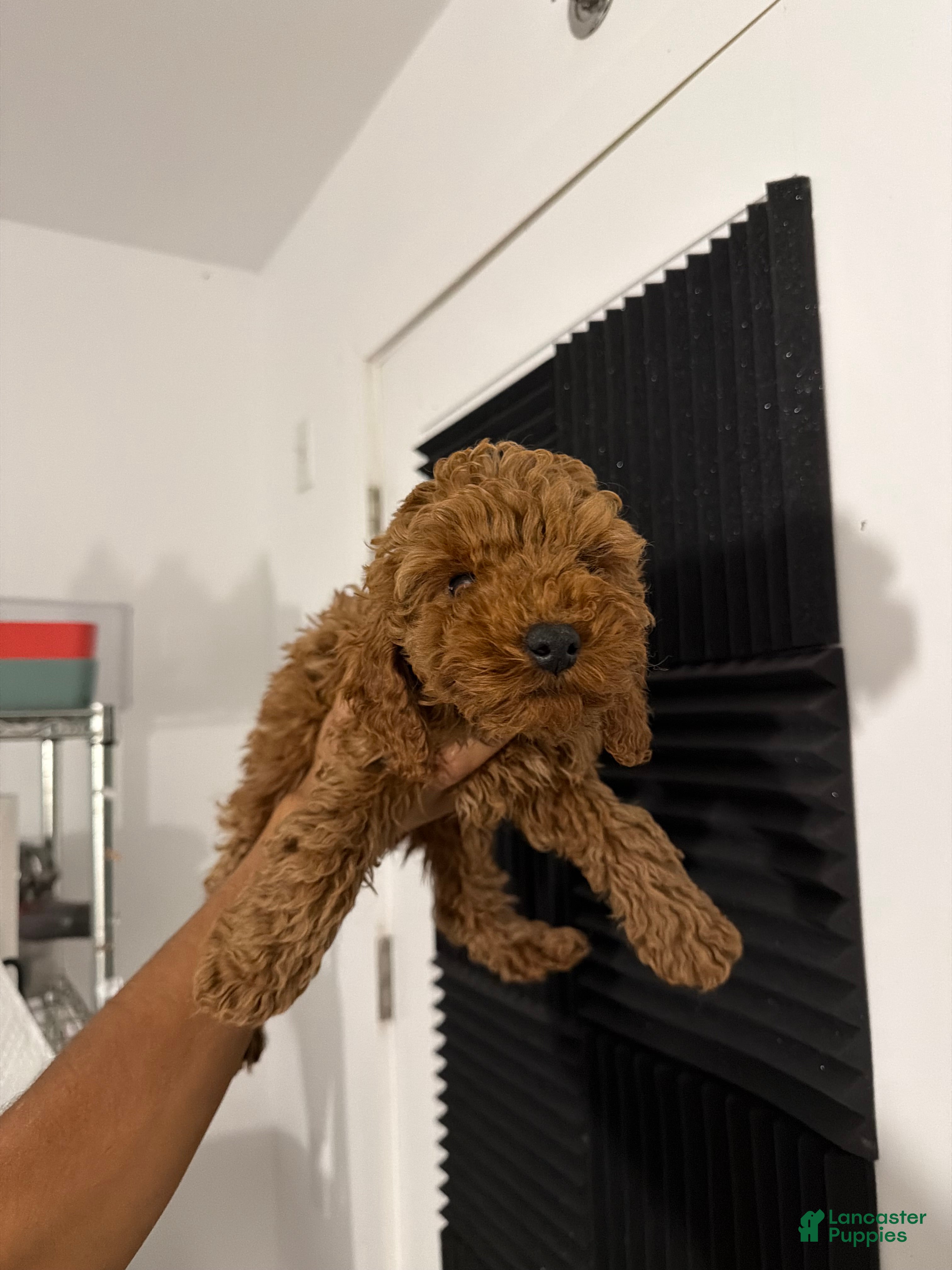 Mixed Breed dogs Muffin - Ad 37