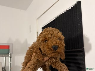 Mixed Breed dogs Muffin - Ad 39