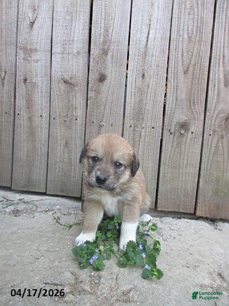 Mixed Breed dogs Aztec - Ad 1