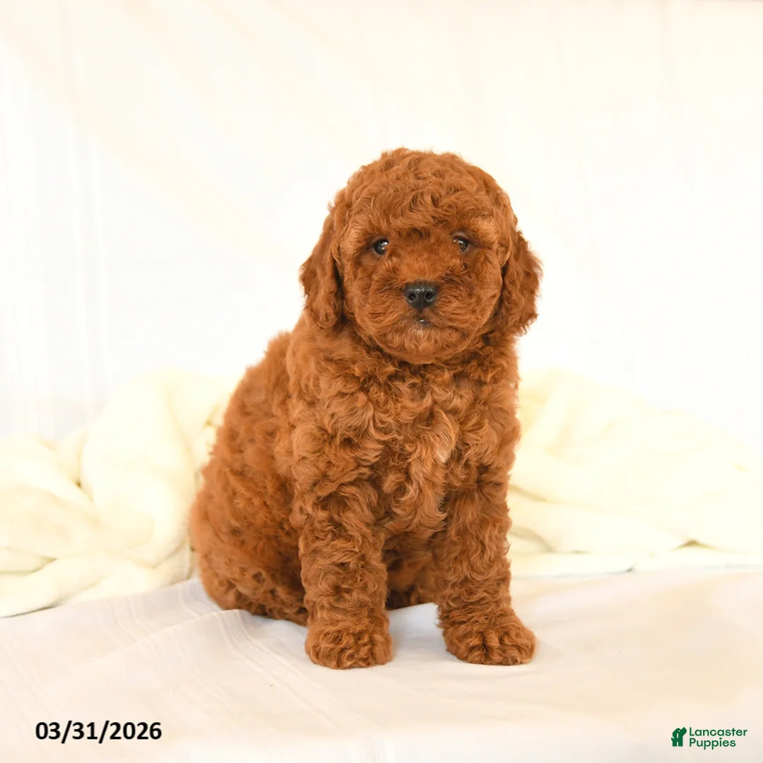 Miniature Poodle dogs for sale: Goldie - Ad 2