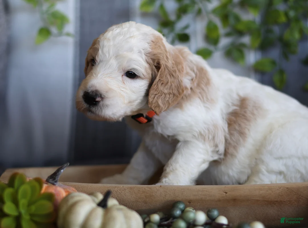Goldendoodle dogs for sale: Mia - Ad 2