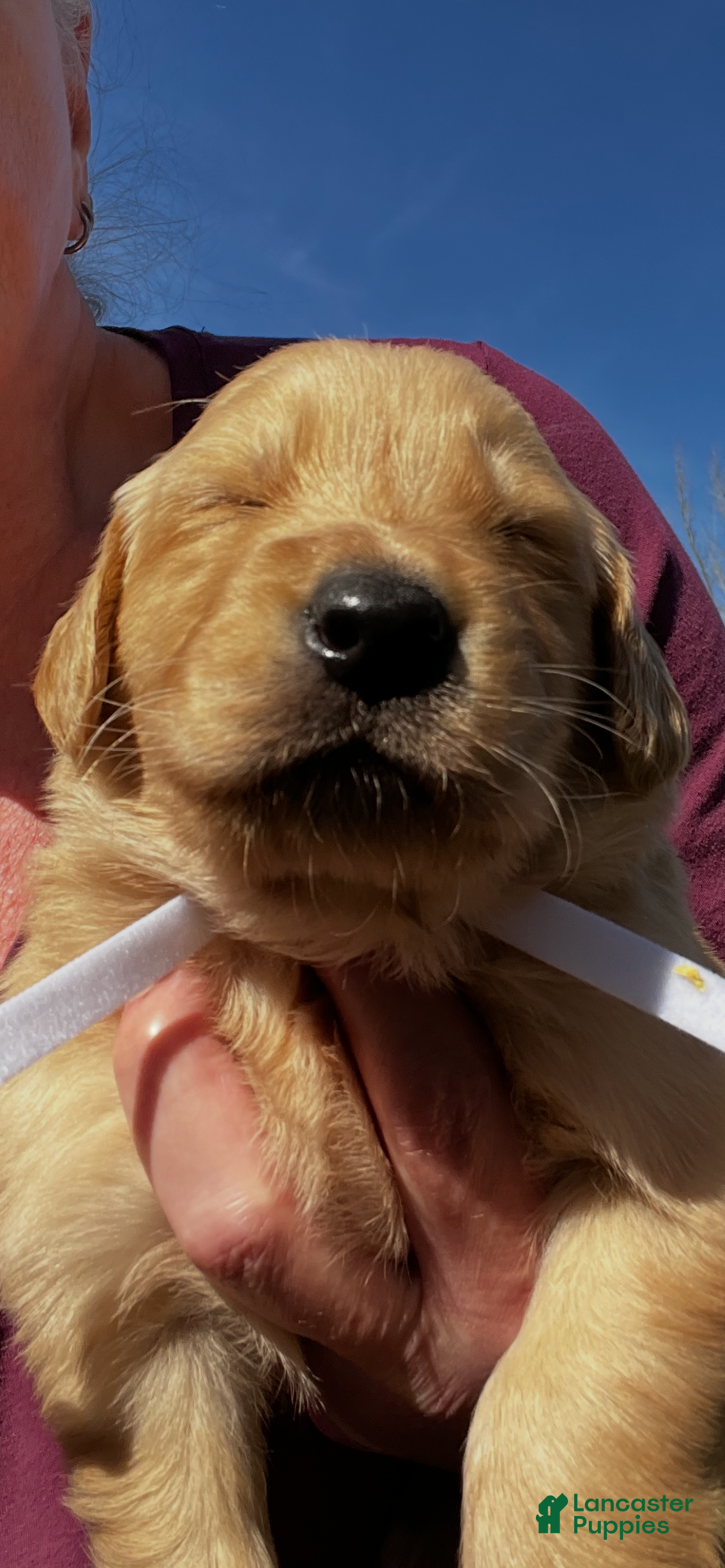 Golden Retriever dogs Golden Retriever Puppy 3 - Ad 9