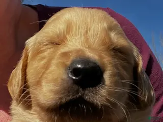 Golden Retriever dogs Golden Retriever Puppy 3 - Ad 9