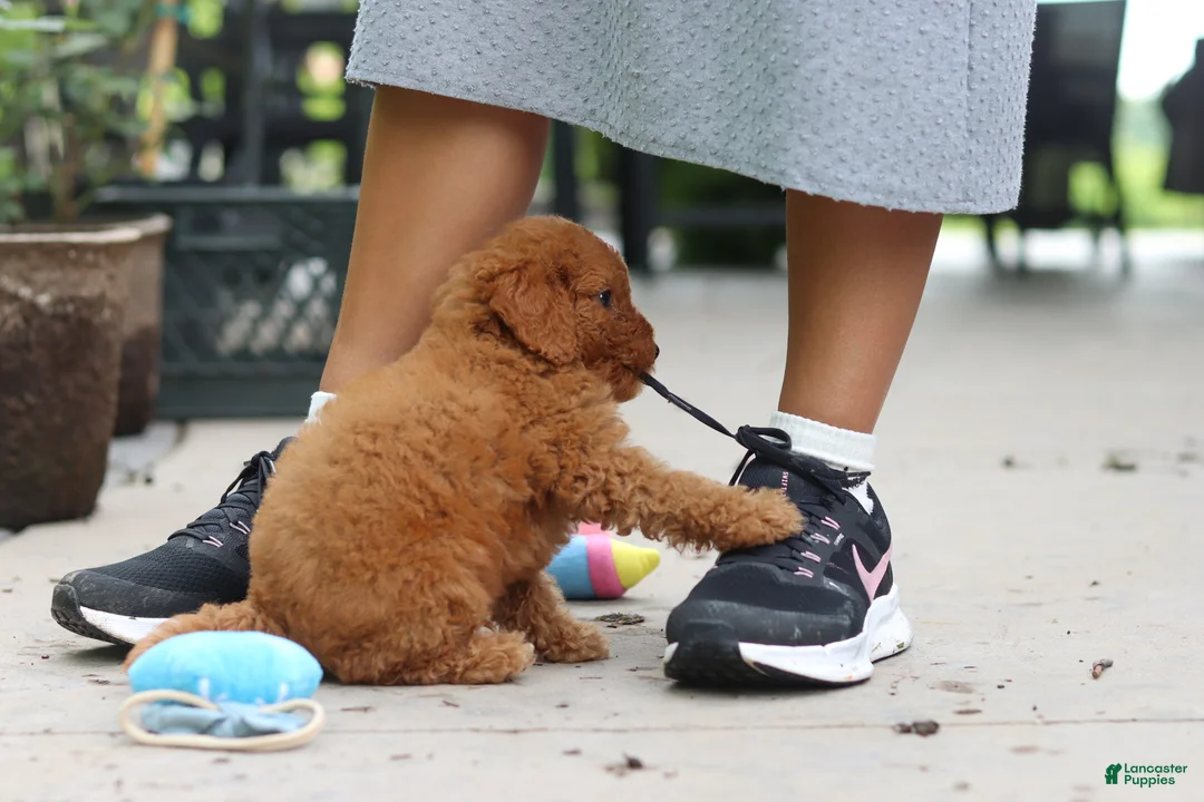 Cavapoo dogs for sale: Tucker - Ad 2