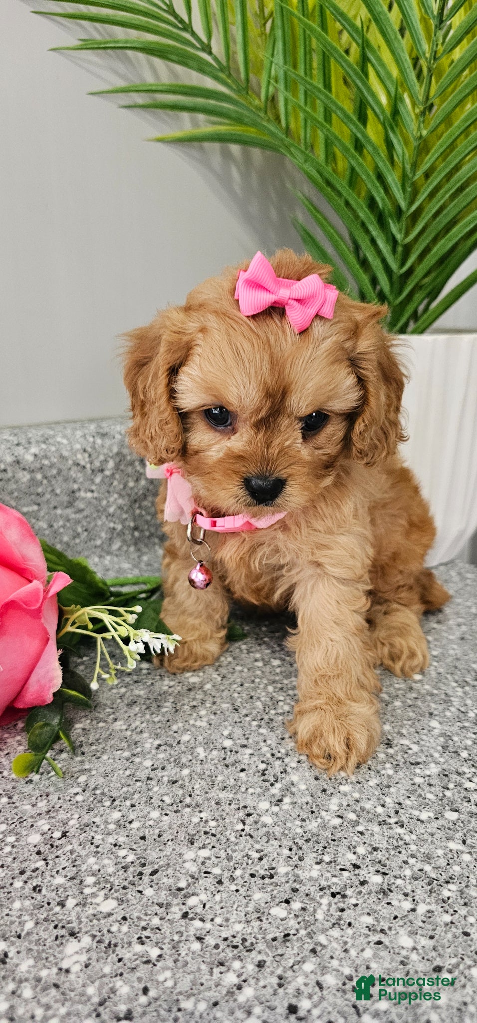 Cavapoo dogs Miss Mabel - Ad 2