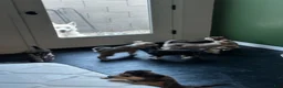 Gerberian Shepsky dogs for sale: Gerberian Shepsky Puppy 3 - Ad 2