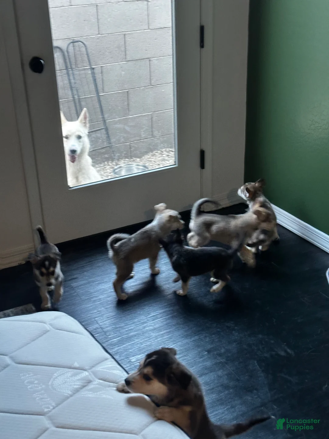 Gerberian Shepsky dogs for sale: Gerberian Shepsky Puppy 3 - Ad 2