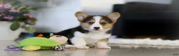 Welsh Corgi Pembroke dogs for sale: Princess - Ad 1