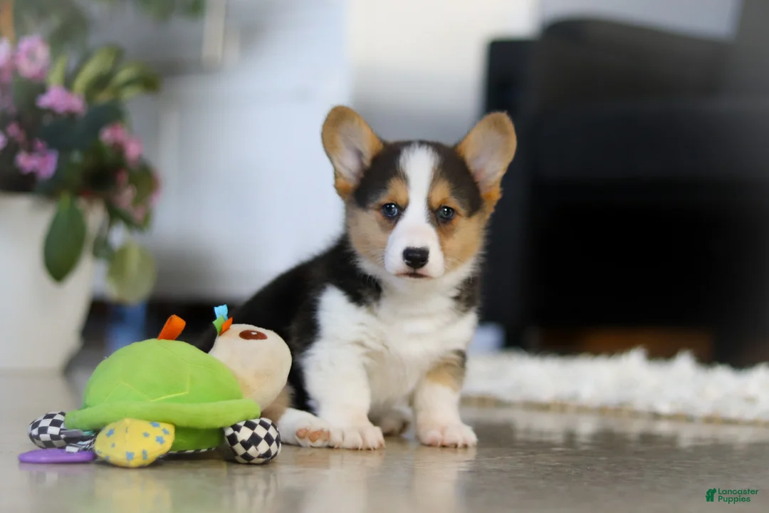 Welsh Corgi Pembroke dogs for sale: Princess - Ad 1