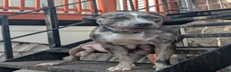 American Bully dogs for sale: Galactus - Ad 3