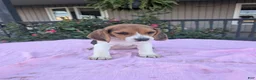 Beagle dogs for sale: Polly - Ad 3