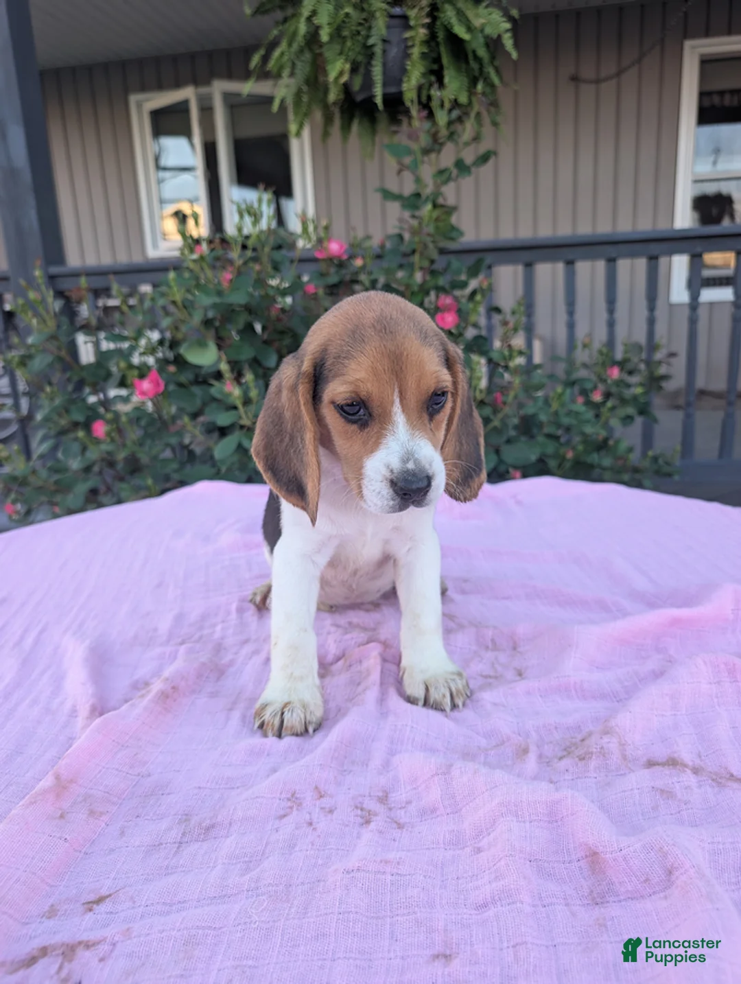 Beagle dogs for sale: Polly - Ad 3