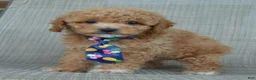 Cavapoo dogs for sale: Charlie - Ad 4