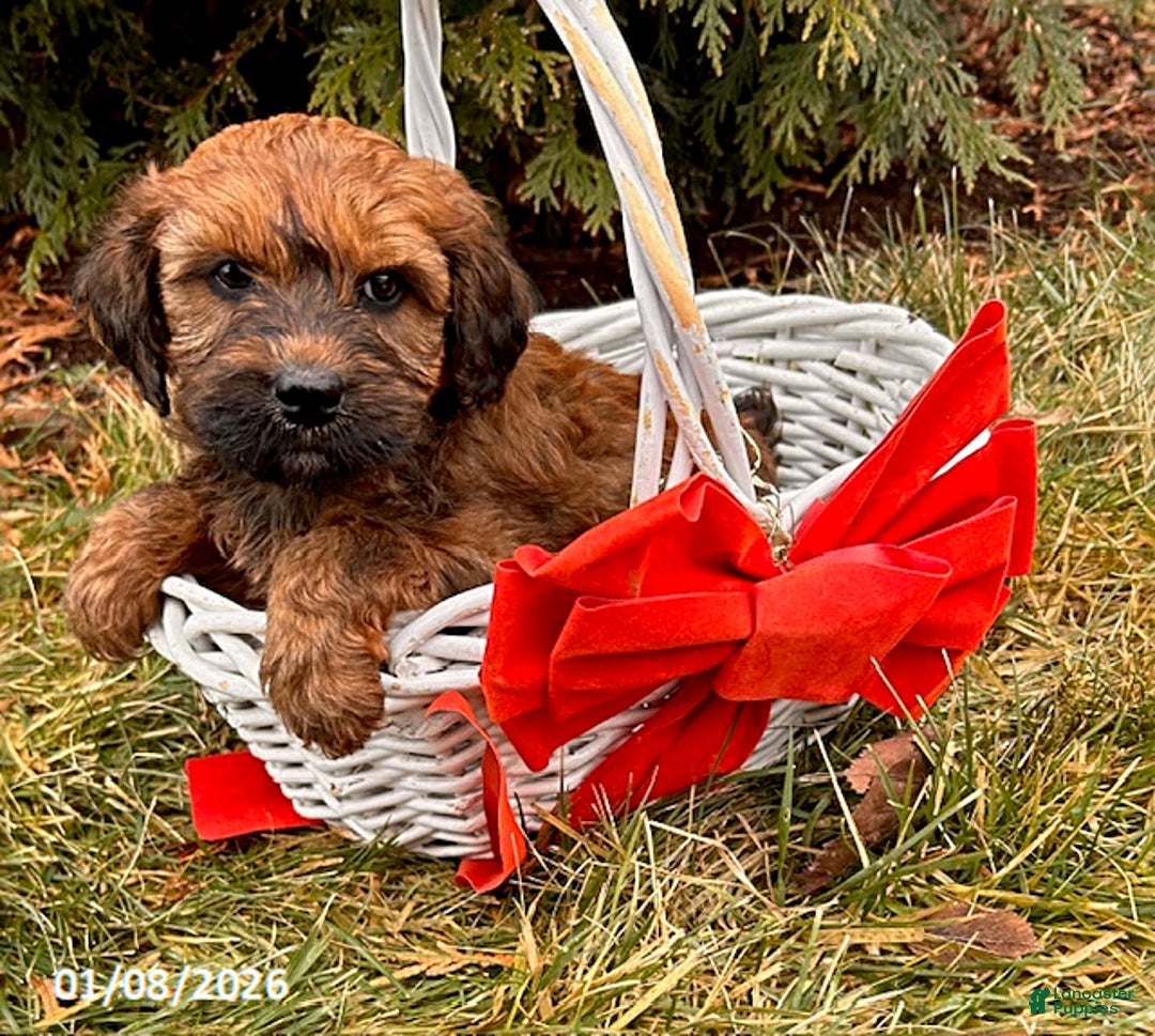 Whoodle dogs for sale: Emmy - Ad 3