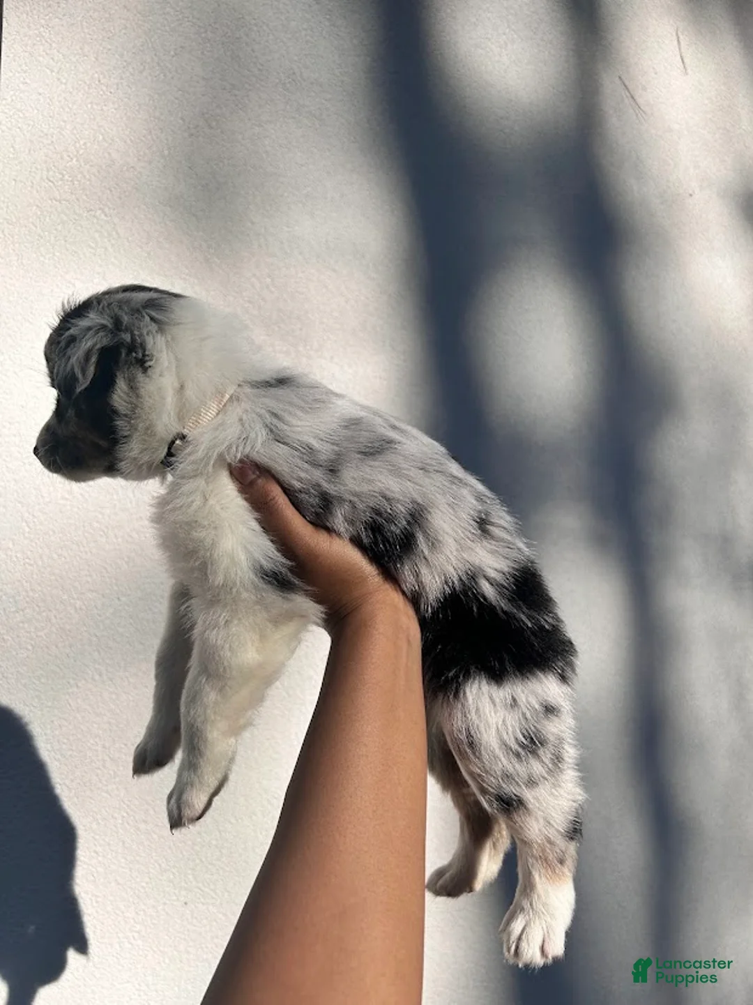 Australian Shepherd dogs for sale: Taupe - Ad 6