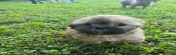 Shih Tzu dogs for sale: Bashful - Ad 3
