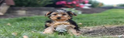 Yorkiepoo dogs for sale: Myles - Ad 2