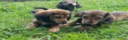 Miniature Dachshund dogs for sale: Maisy - Ad 8