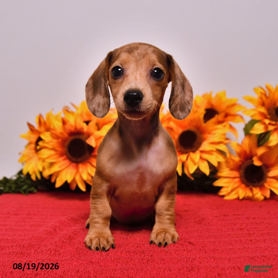 Miniature Dachshund dogs Daisy - Ad 1