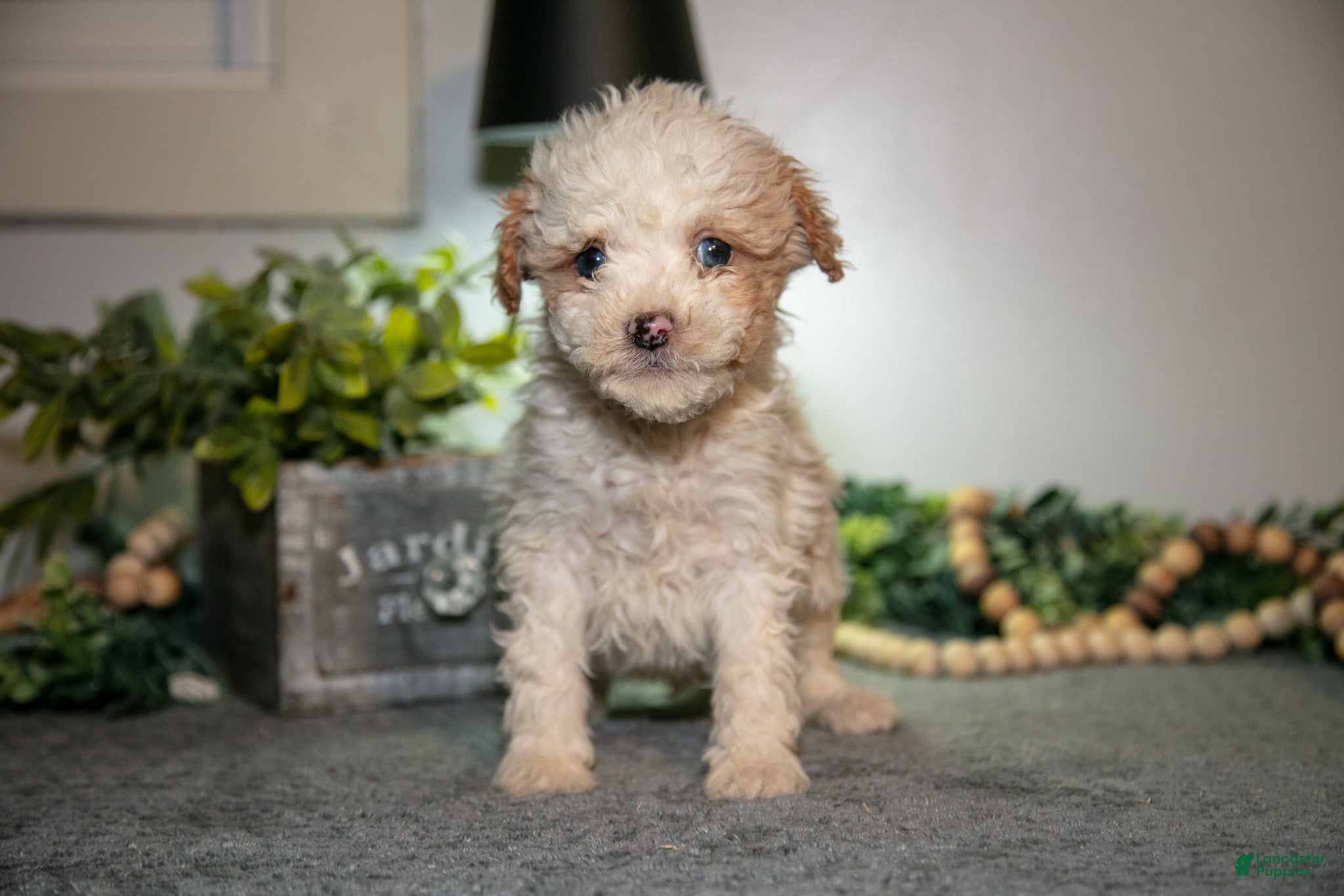 Cavapoo dogs Manny - Ad 27