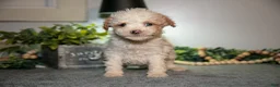 Cavapoo dogs for sale: Manny - Ad 1