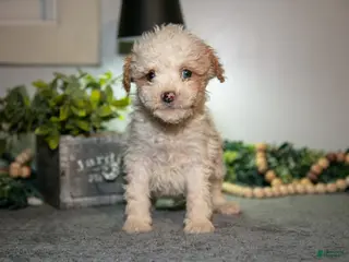 Cavapoo dogs Manny - Ad 41