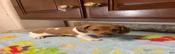 Miniature Dachshund dogs for sale: Ayaan  - Ad 3
