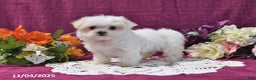 Maltese dogs for sale: Sharla - Ad 2