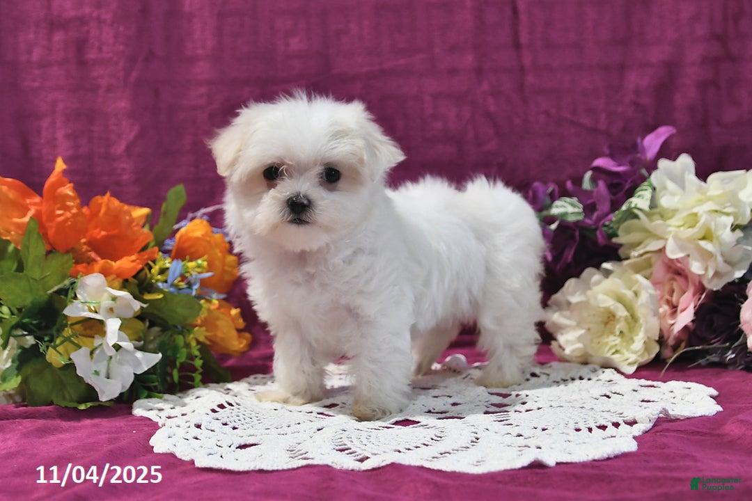 Maltese dogs for sale: Sharla - Ad 2