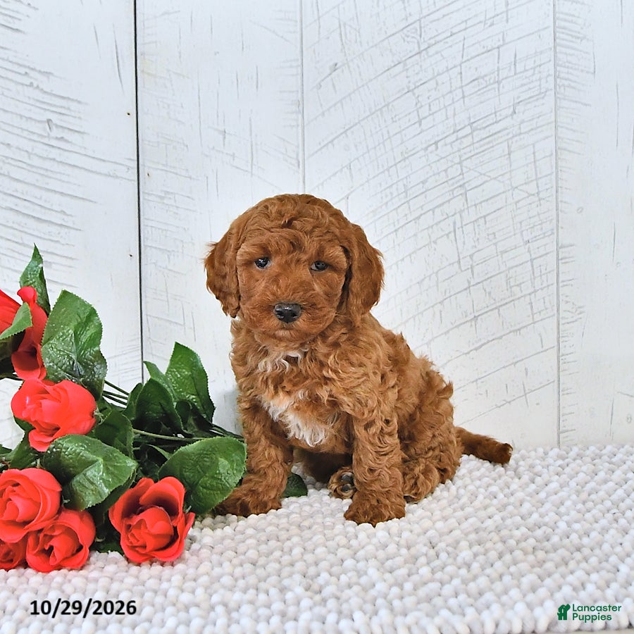 Mini Goldendoodle dogs for sale: Autumn - Ad 1