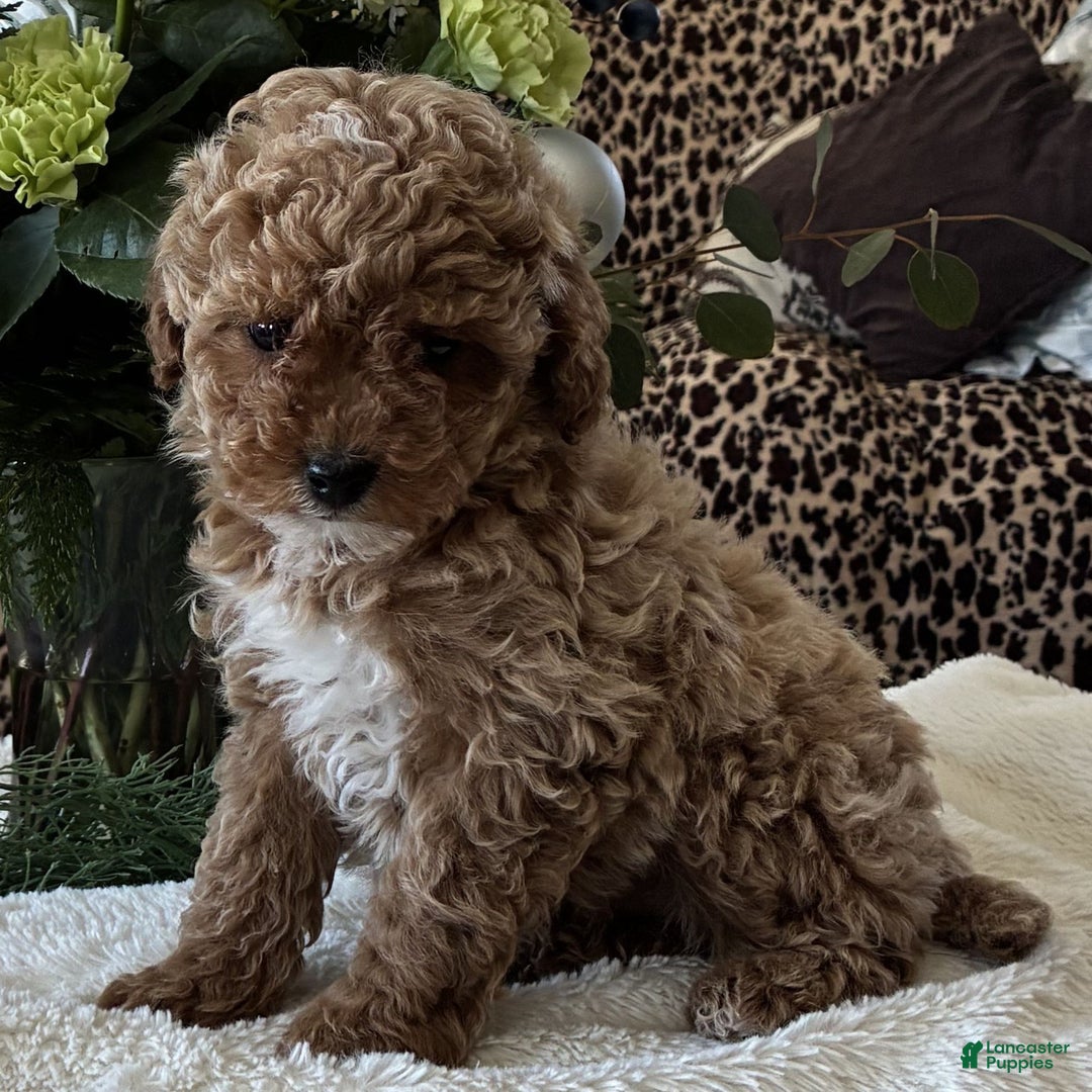 Toy Poodle dogs for sale: Ruby  - Ad 2
