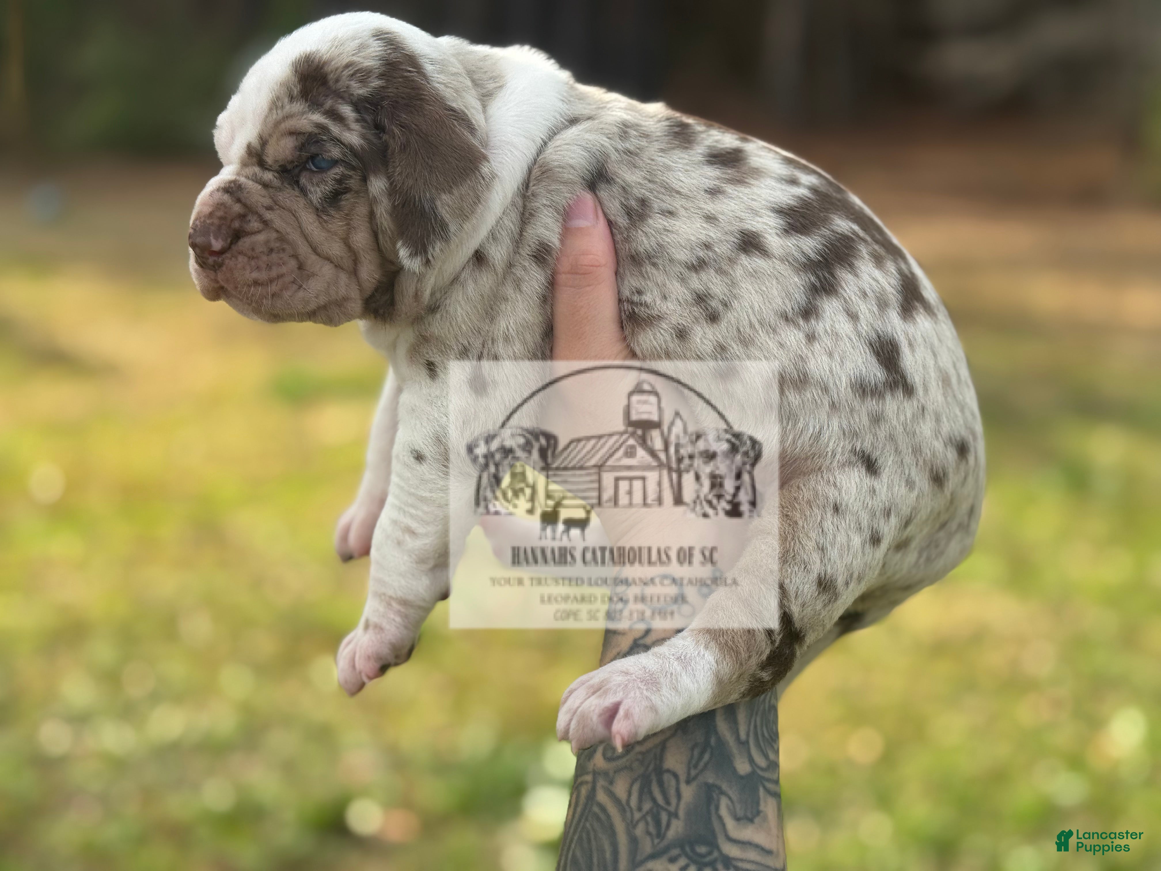 Catahoula Leopard Dog dogs Girl 2 - Ad 2