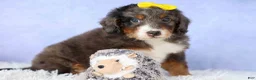 Mini Bernedoodle dogs for sale: Jasper 🐾 🦴 - Ad 13