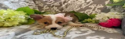 Welsh Corgi Pembroke dogs for sale: Mindy - Ad 11