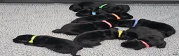 Labrador Retriever dogs for sale: Labrador Retriever 1 - Ad 3