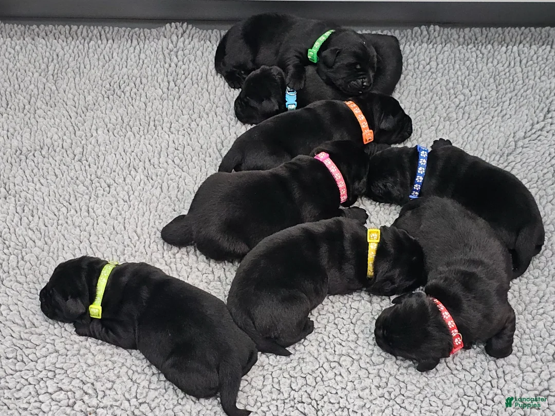 Labrador Retriever dogs for sale: Labrador Retriever 1 - Ad 3