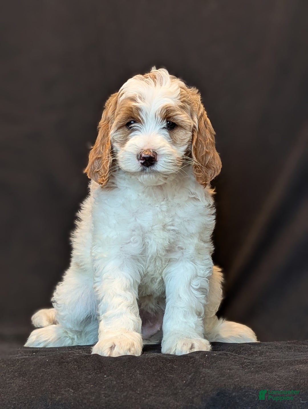 Goldendoodle dogs for sale: Honey  - Ad 1