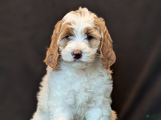 Goldendoodle dogs Honey - Ad 11