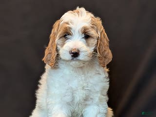 Goldendoodle dogs Honey - Ad 24