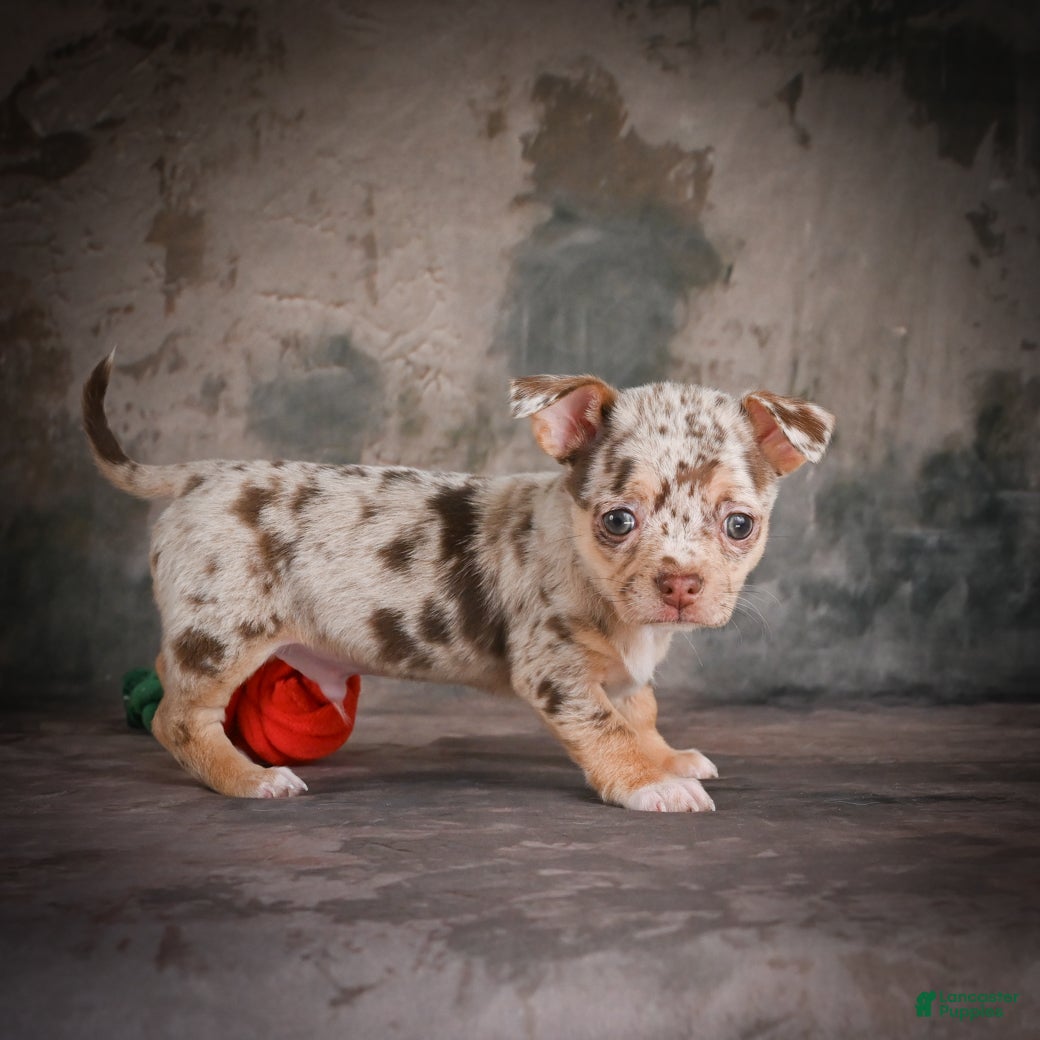 Chihuahua dogs for sale: Cash - Ad 7