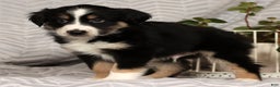 Miniature Australian Shepherd dogs for sale: Jimmy - Ad 3